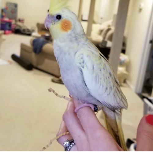 Milo