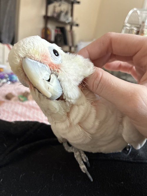 Photo 2 of Peanut