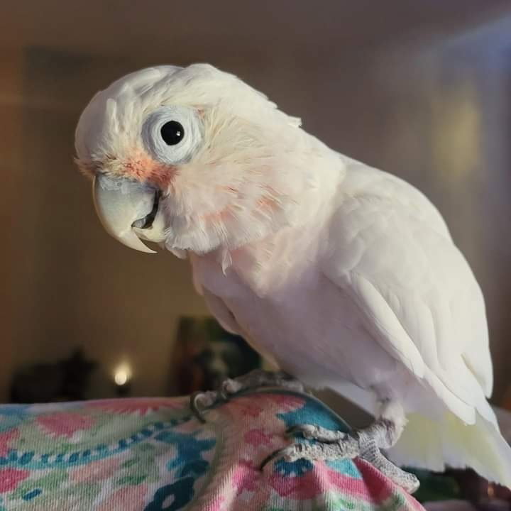 Peanut, photo 3