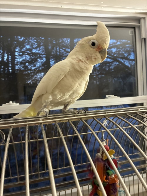 Photo 4 of Peanut