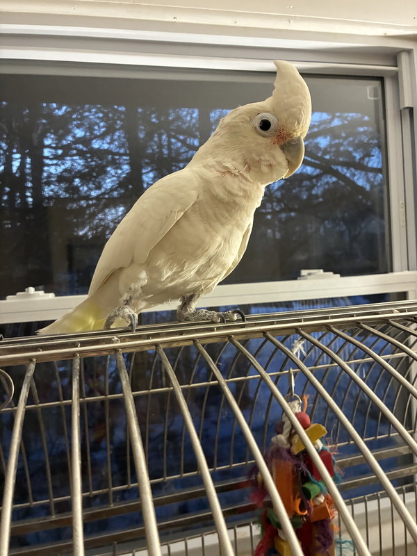 Peanut