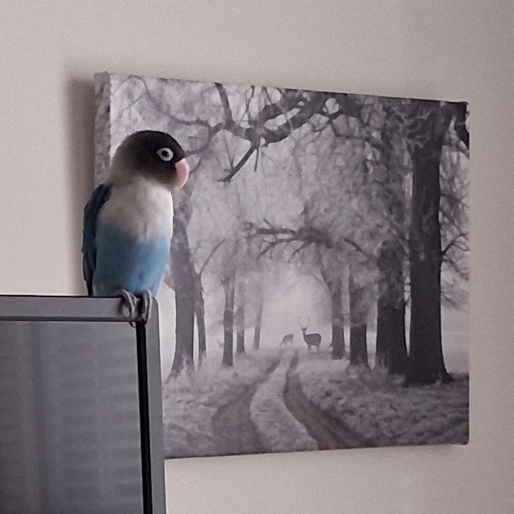 Kiki (Killua), photo 3