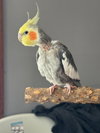 Peeko