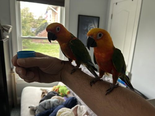 Pachuca and Raga, a parrot for adoption from For The Love of Birds