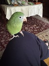 Pockets