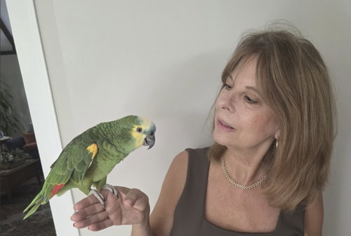 Kita, a parrot for adoption from For The Love of Birds