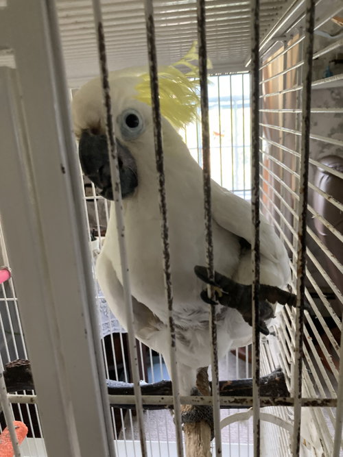 Frisky, a parrot for adoption from For The Love of Birds