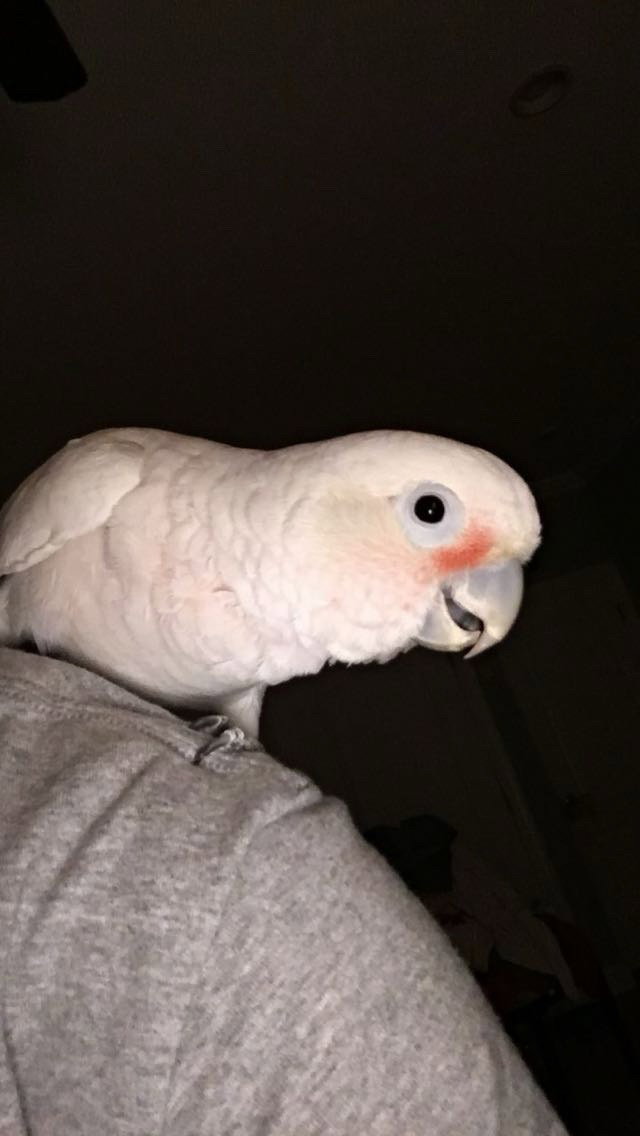 Lucy