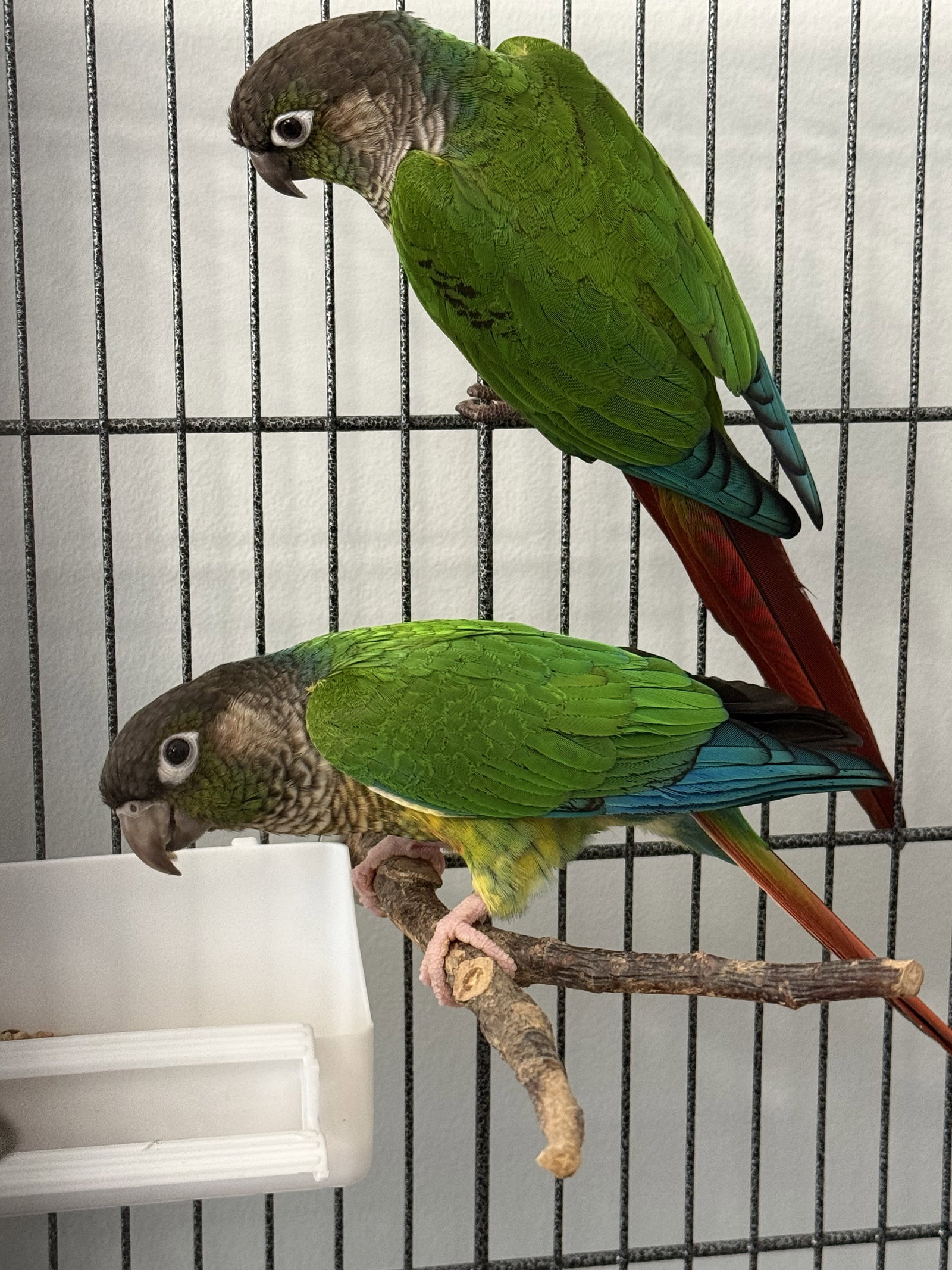 Blackie & Little, photo 3
