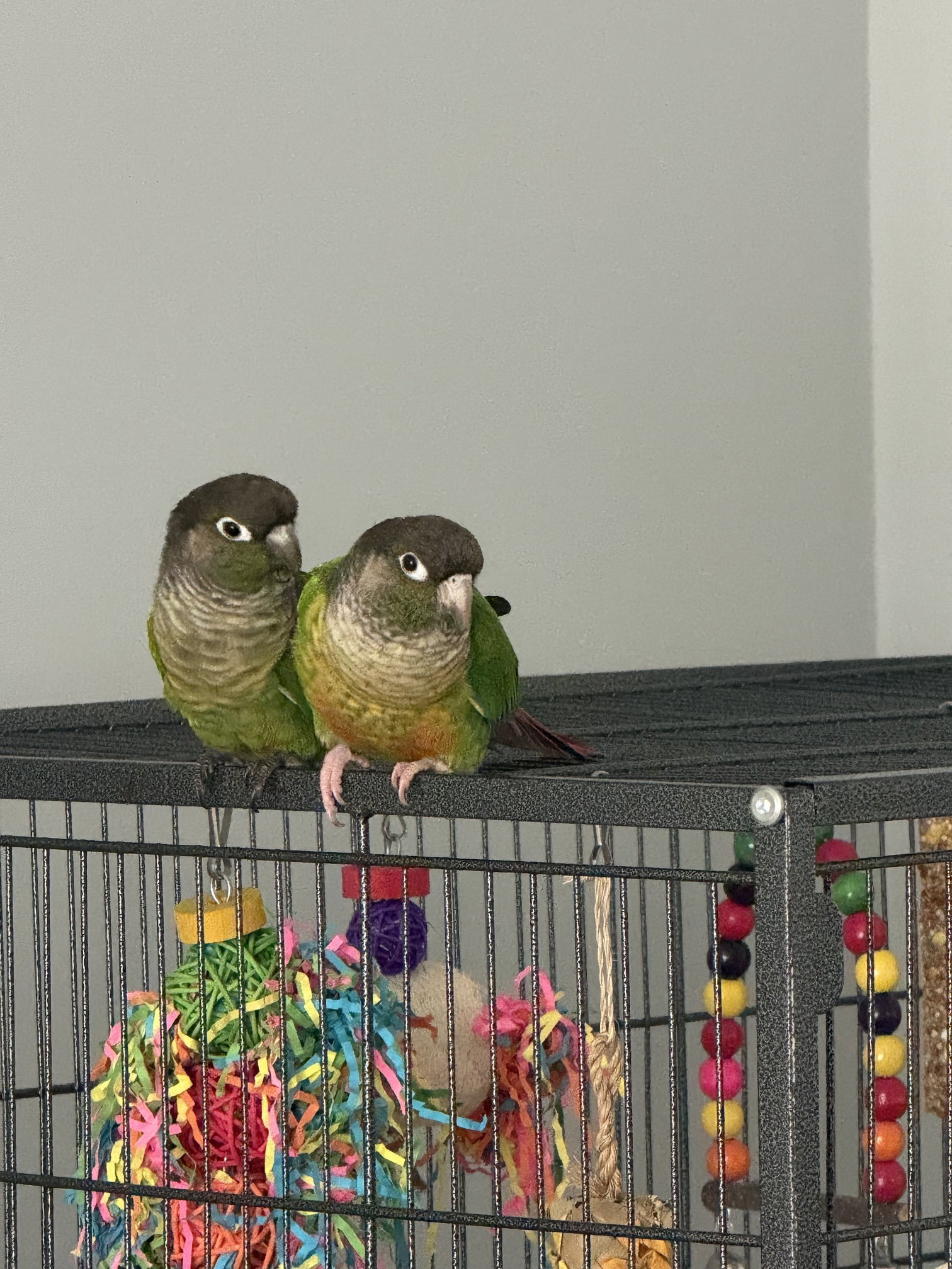 Blackie & Little, other