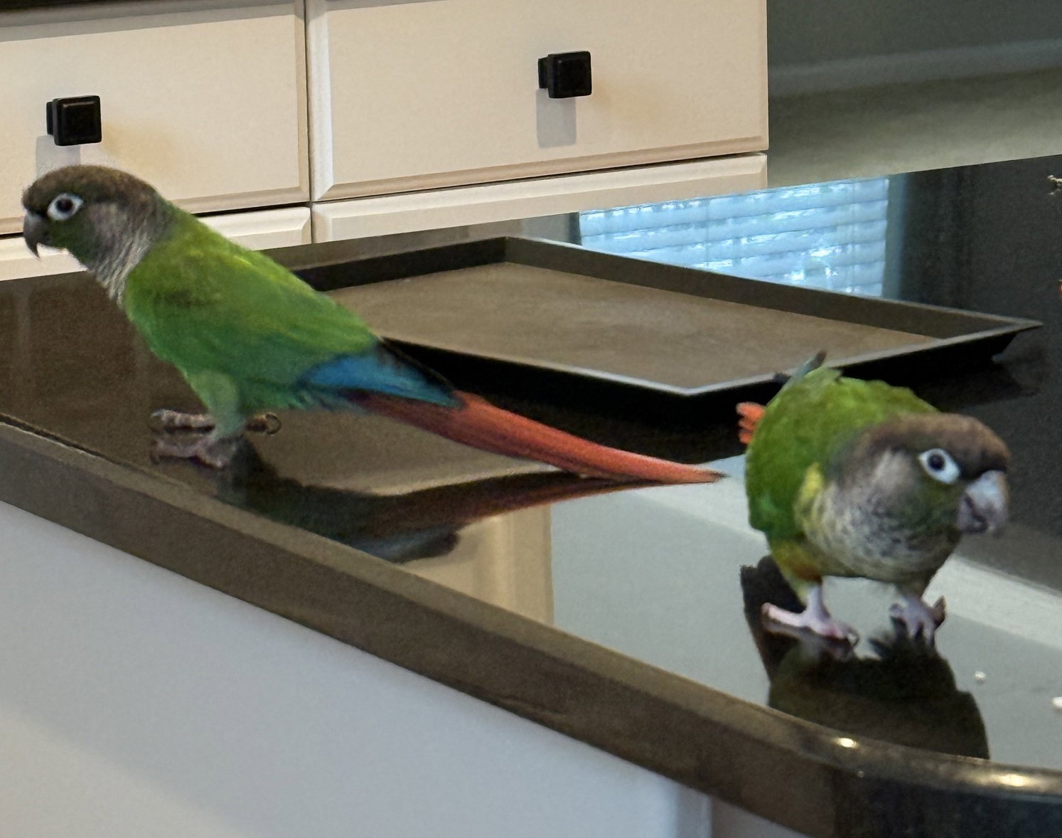 Blackie & Little, photo 2