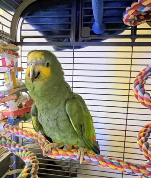 Bumber, a parrot for adoption from For The Love of Birds