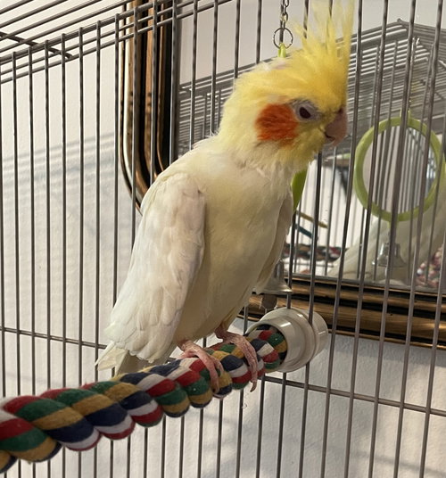 Tiky, a cockatiel for adoption from For The Love of Birds