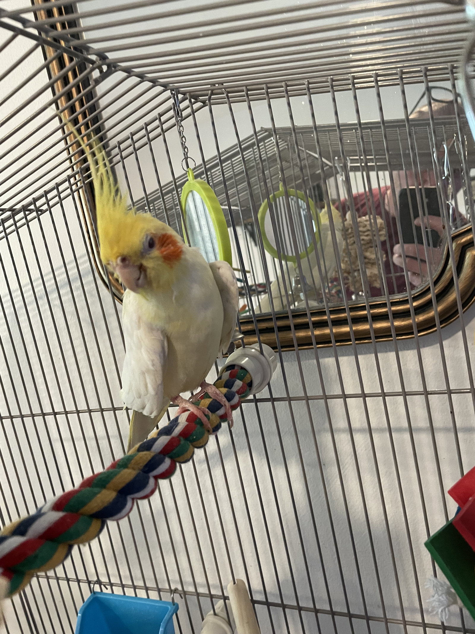 Tiky, photo 3