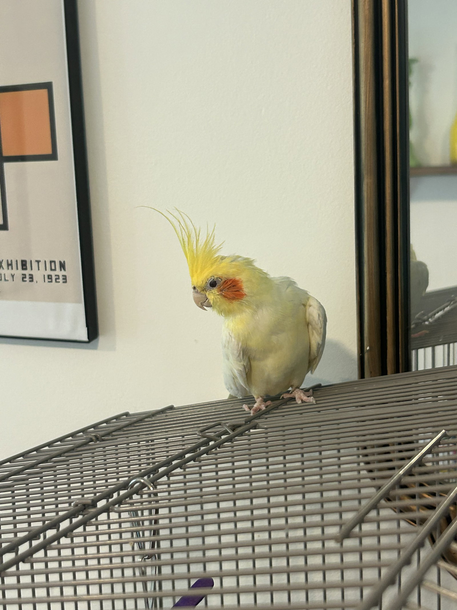Tiky