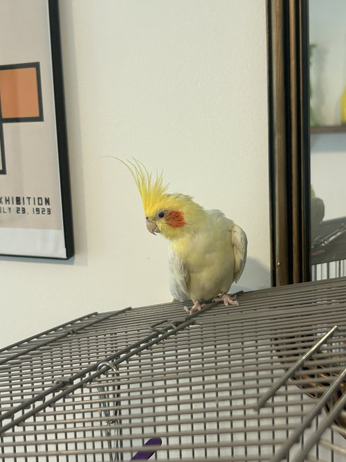 Tiky, Cockatiel
