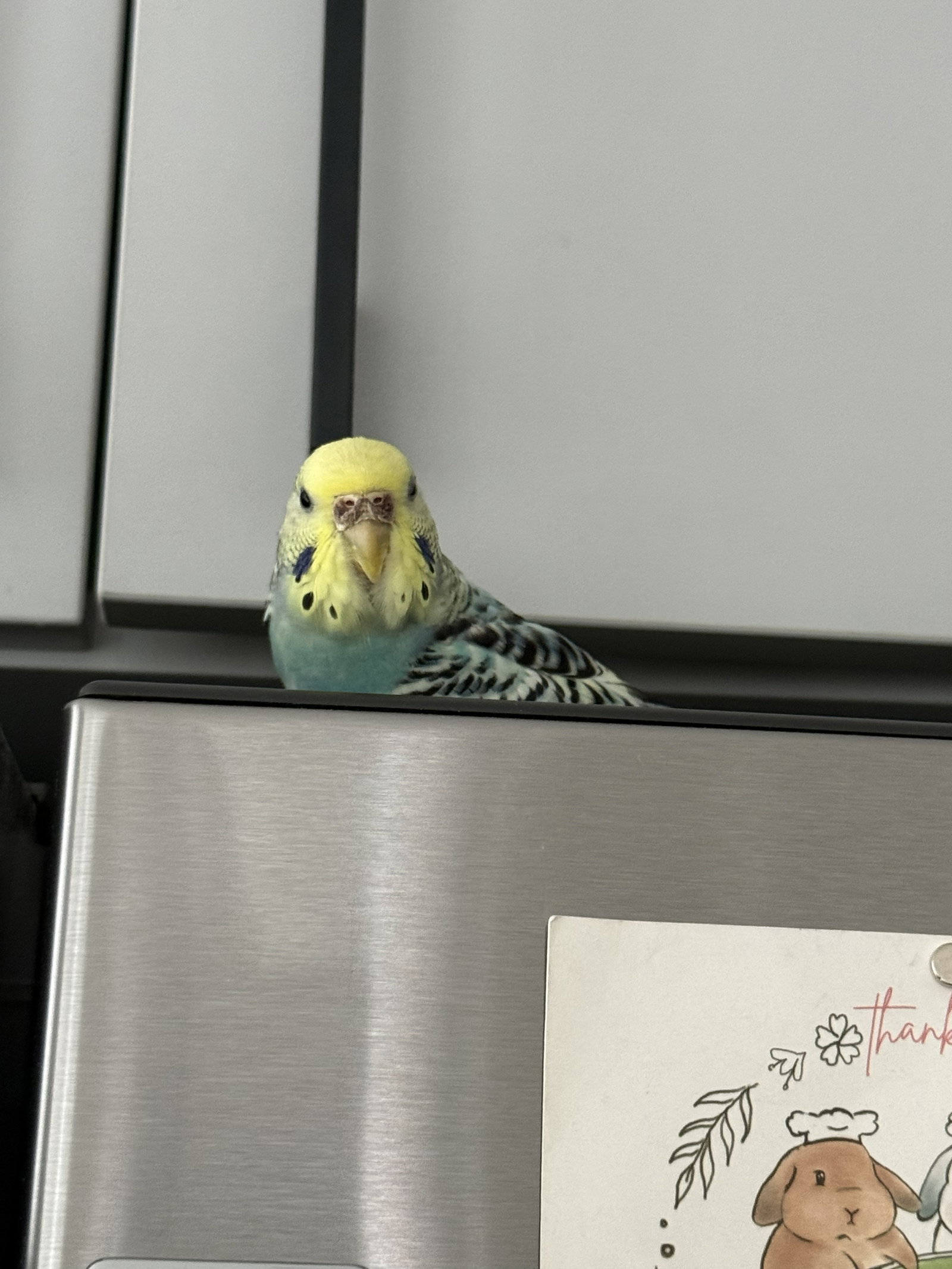 Bluey, photo 3