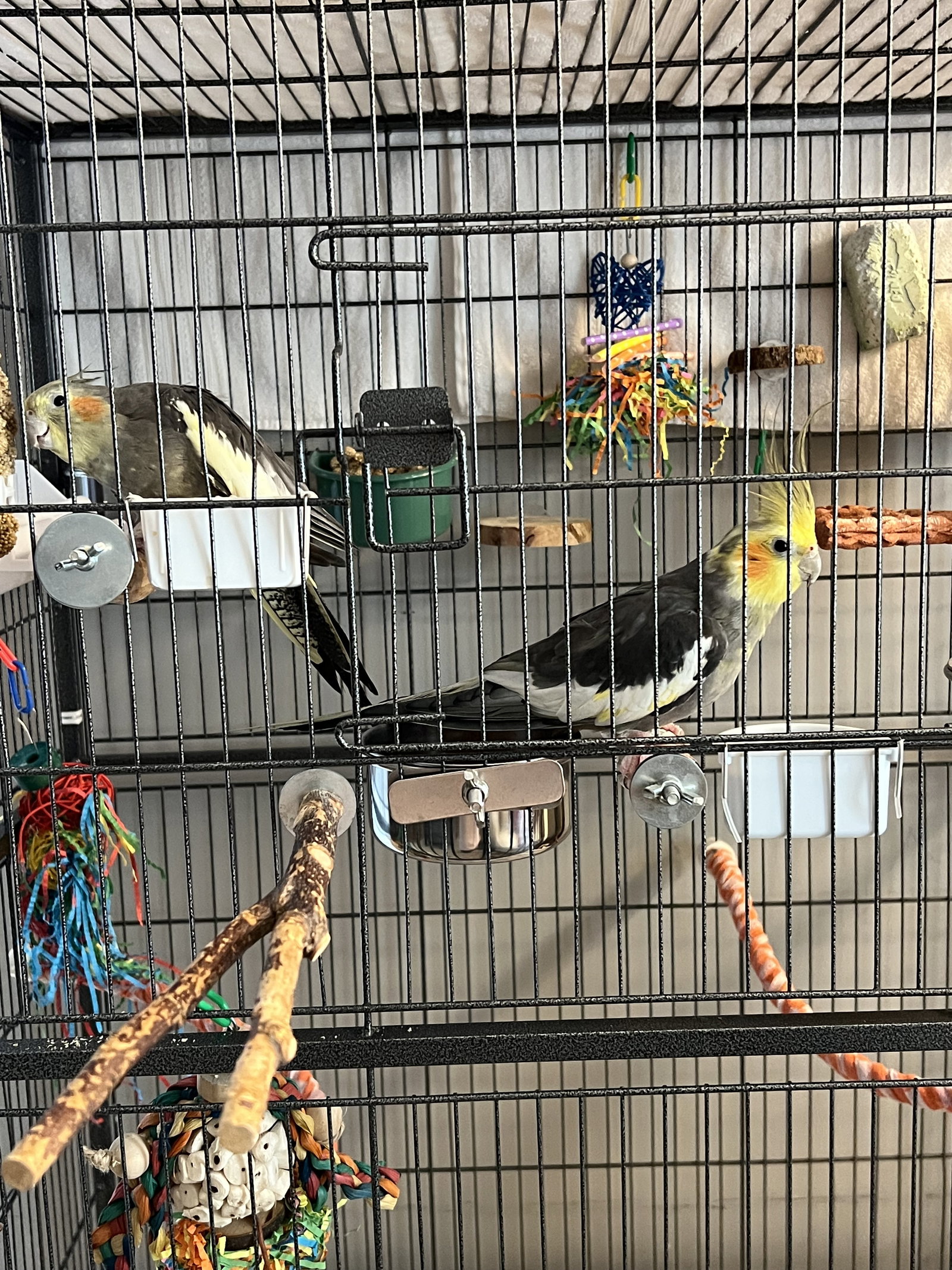 Coco and Mango