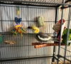 Coco and Mango