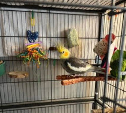 Photo 2 of Coco and Mango