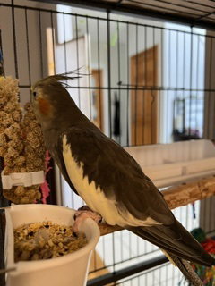 Photo 3 of Coco and Mango