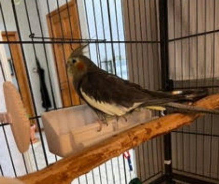 Photo 4 of Coco and Mango