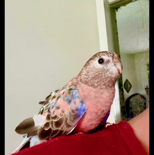 Fiona, Parakeet - Other