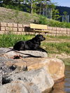Josie