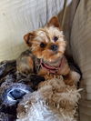 Emmie