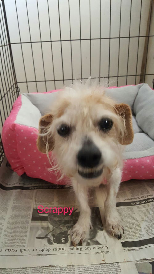 Marmaduke (Scrappy)