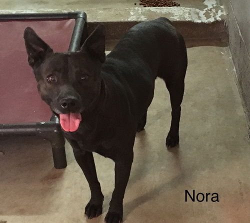Nora