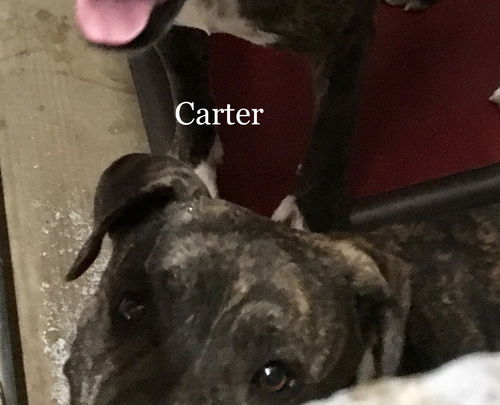 Carter