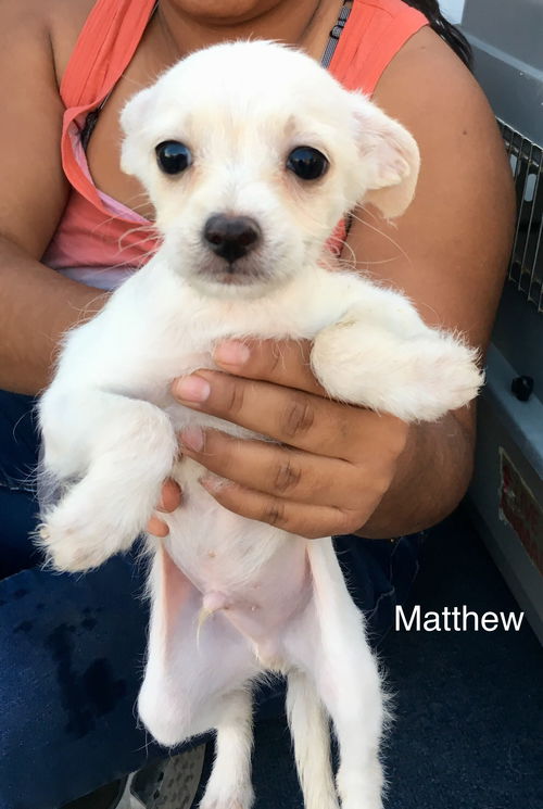 Matthew
