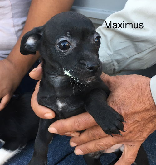Maximus