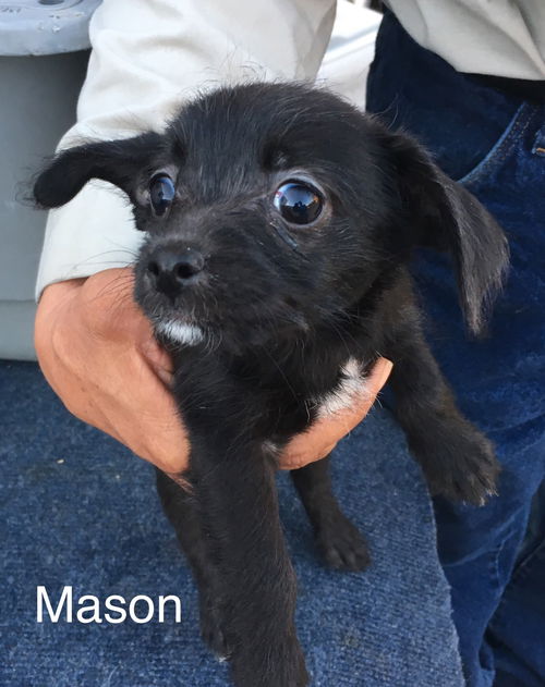 Mason