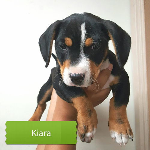 Kiara