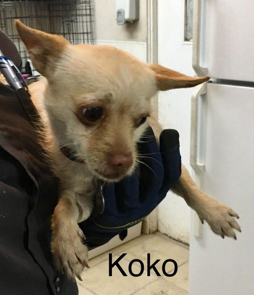 Koko