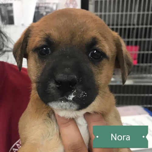 Nora