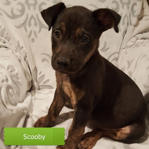 Scooby