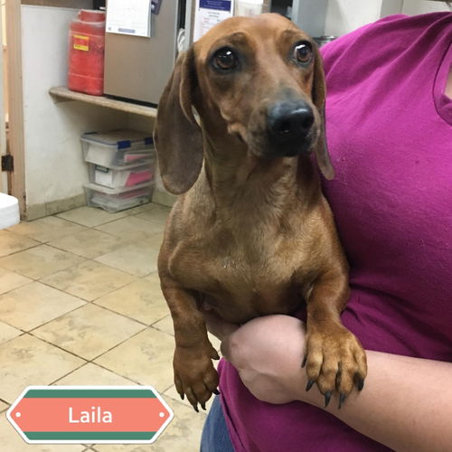 Laila