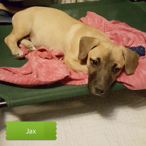 Jax