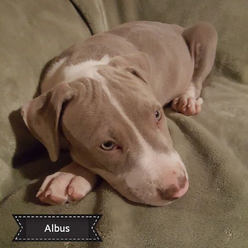 Albus