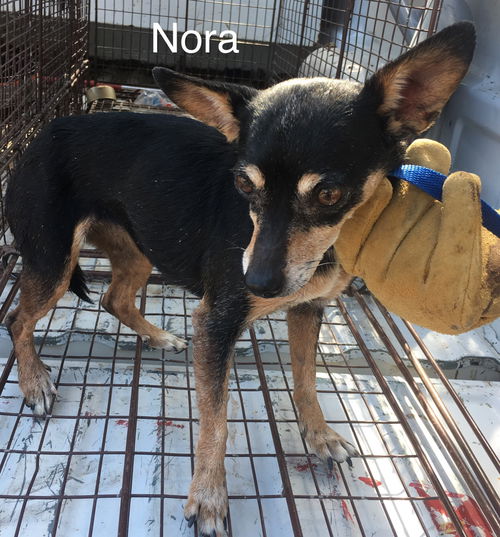 Nora