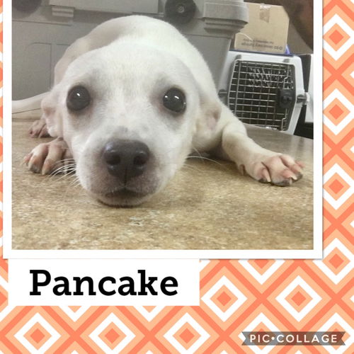 Pancake