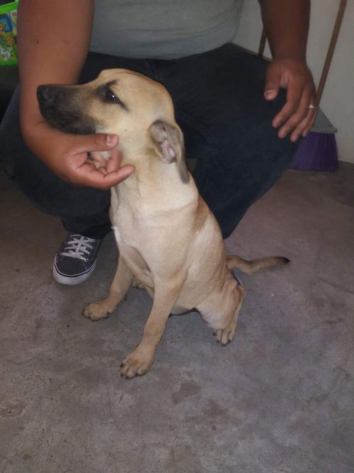 Scooby