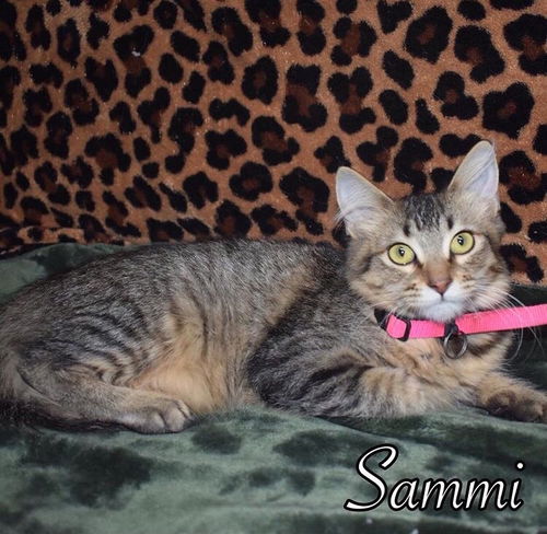 Sammi