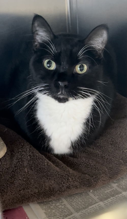 Melvin