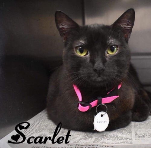 Scarlet