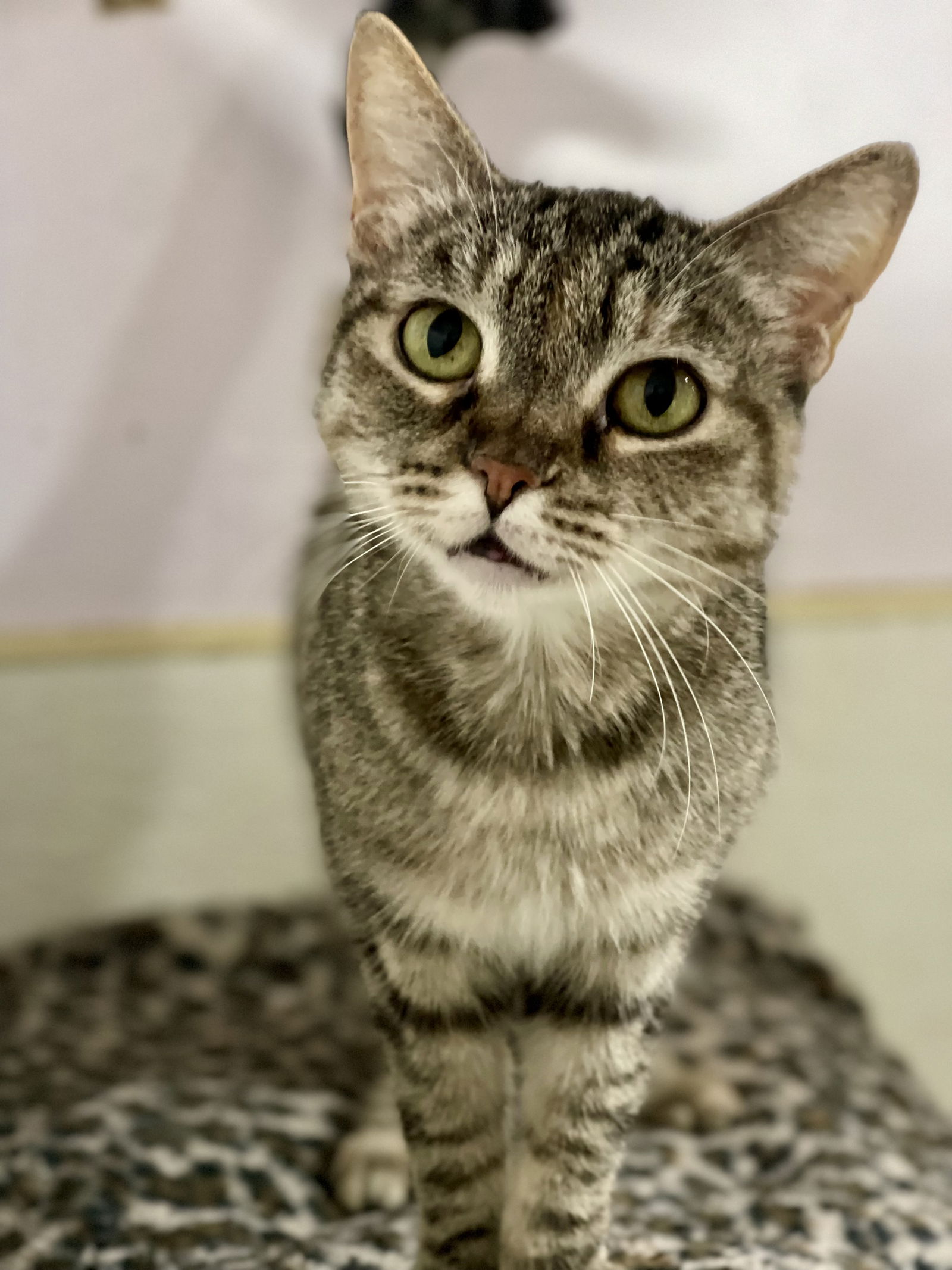 adoptable Cat in El Centro, CA named Lola
