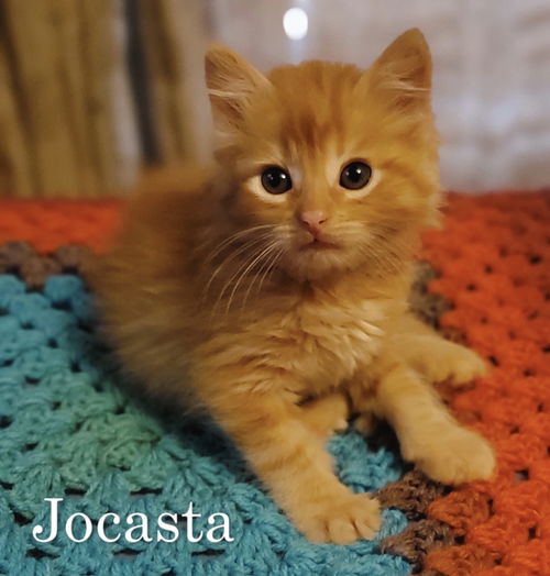 Jocasta